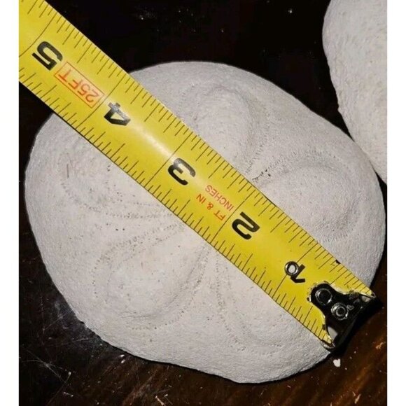 18 Lot: 16 Seashells &2 Puff Sand Dollars w/Brown Ceramic Display Bowl - Picture 2 of 12